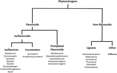 Beyond Metabolism: The Complex Interplay Between Dietary Phytoestrogens, Gut Bacteria, and Cells of Nervous and Immune Systems